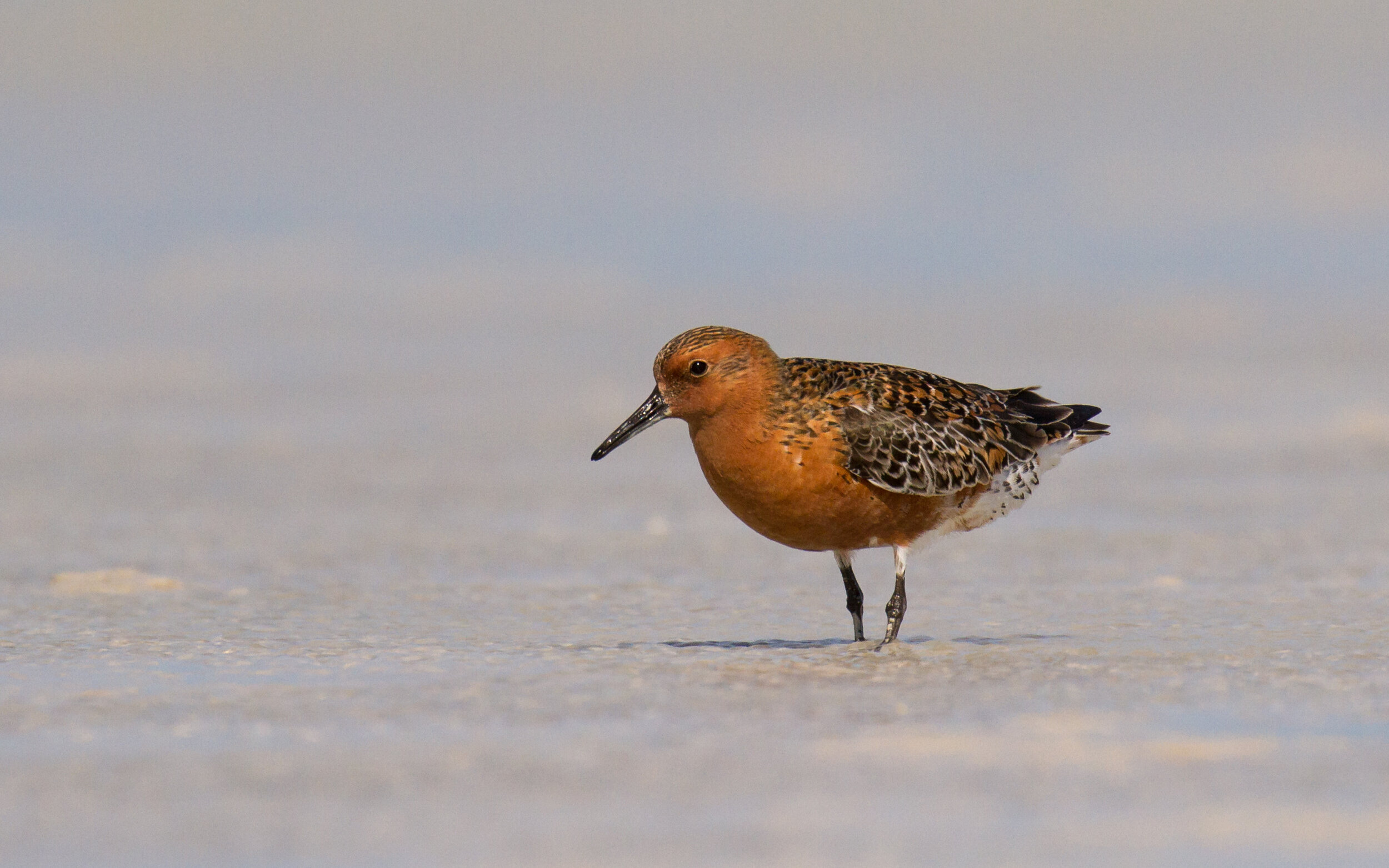 Broome2015_Red Knot5a.jpg