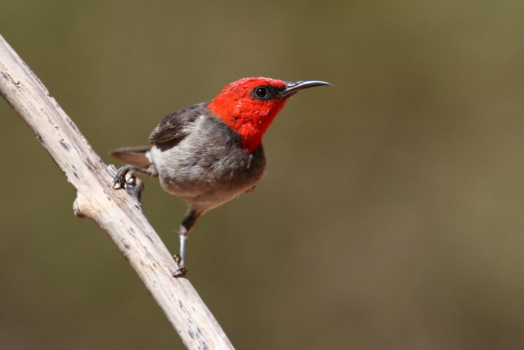 Red-headed Honeyeater