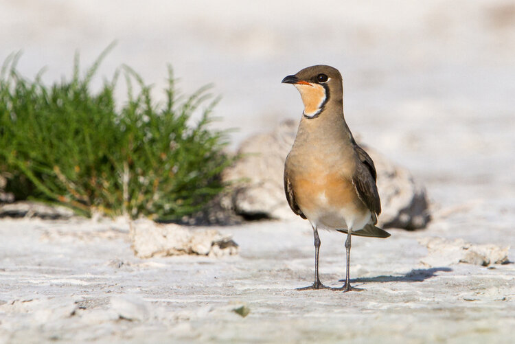 Oriental Pratincole