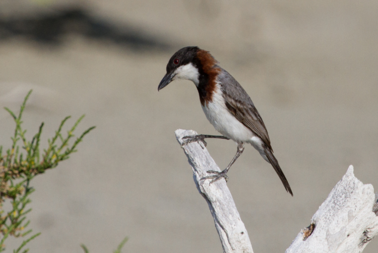 White-breasted Whistler