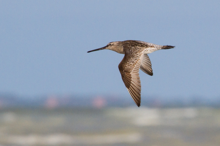 Asian Dowitcher