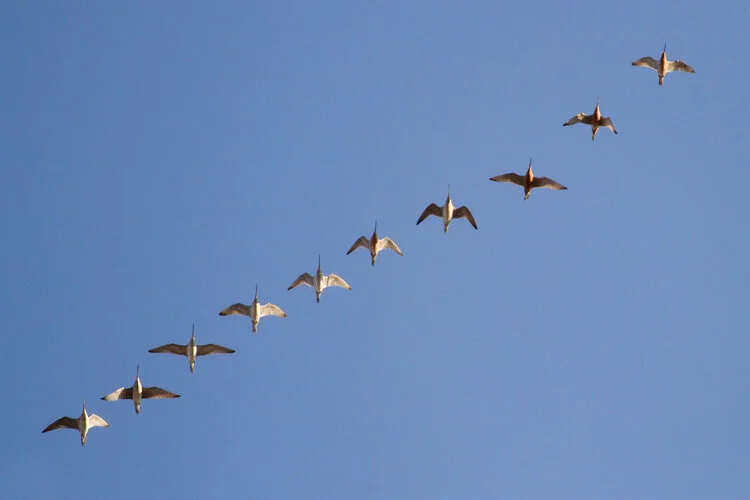 Broome Bird Observatory