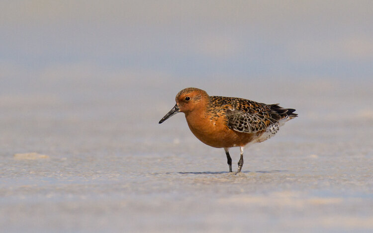  Stunning  Red Knots  like this one (subspecies  piersmai ) can be seen in breeding plumage in April and May. They breed the furthest north of all our shorebirds - 11,000 km away on the New Siberian Islands. 