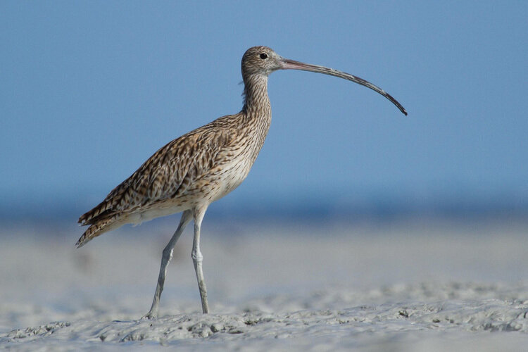  The female  Far Eastern Curlew  is the world’s largest migratory shorebird 