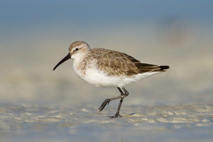   Curlew Sandpipers  were once one of Australia's most common shorebirds, but their population has declined so rapidly they have been listed as critically endangered in this country. Roebuck Bay still support several hundred of this species. 