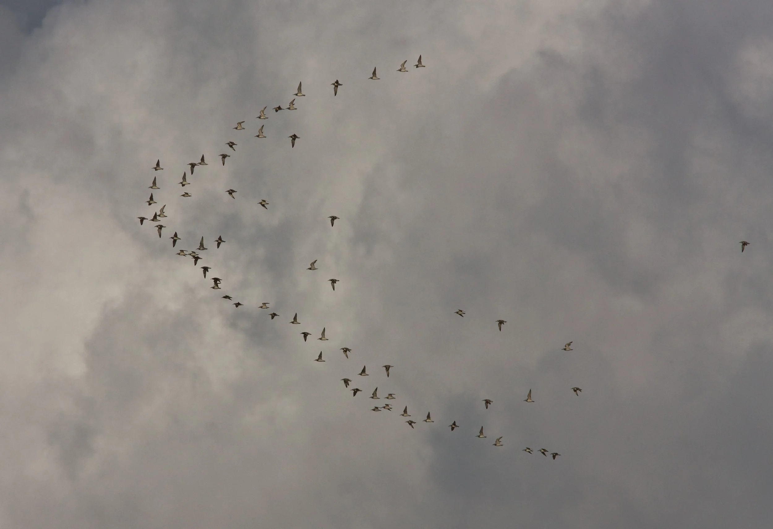 Migration Watch at Broome Bird Observatory