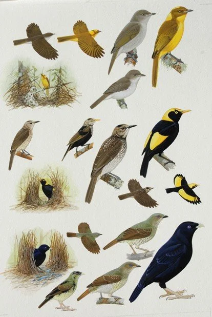 Bird Illustration Workshop Two-Day Intensive with Peter Marsack June 18-19