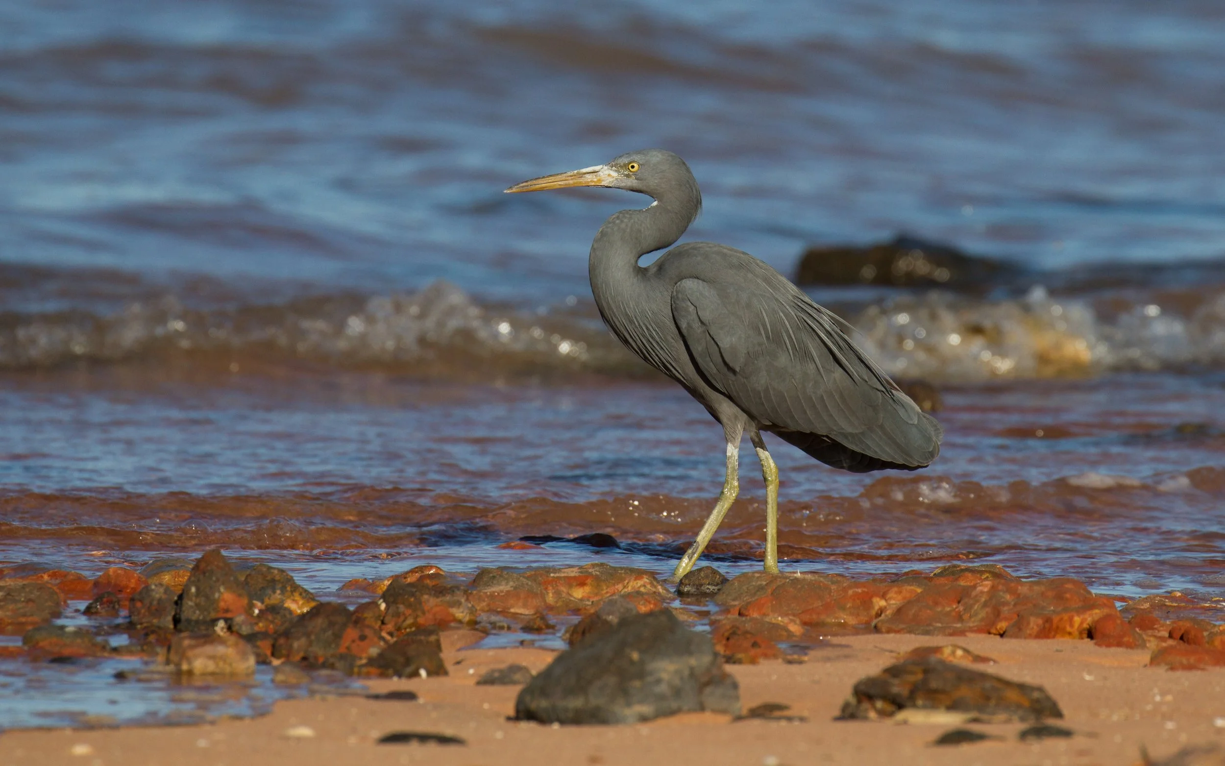 Herons and Egrets of Roebuck Bay