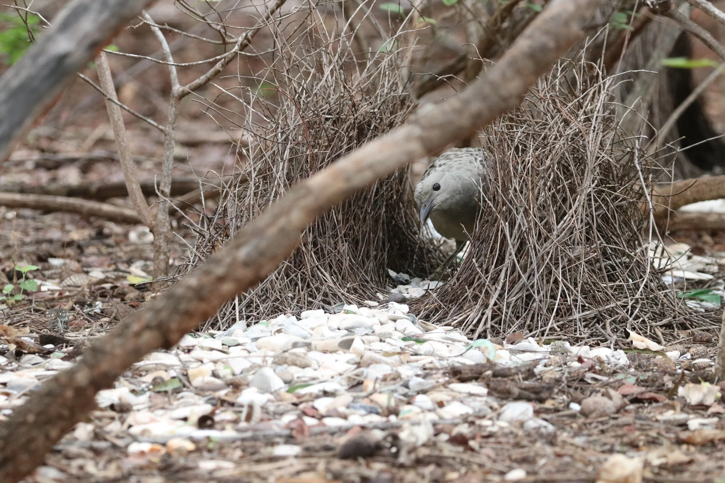 Banjo’s Bower Watch: bringing a Great Bowerbird’s secret world closer