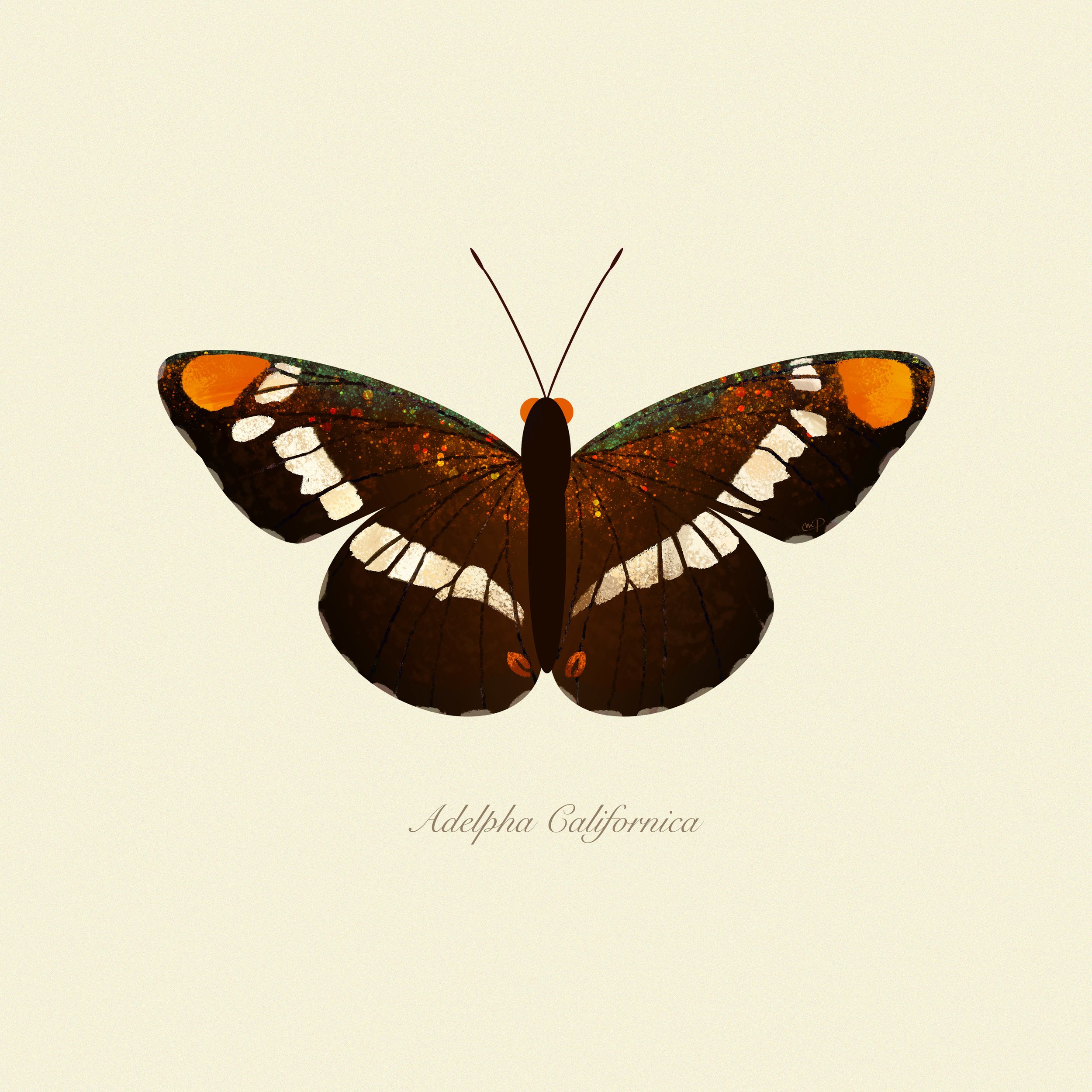 Butterfly.jpg
