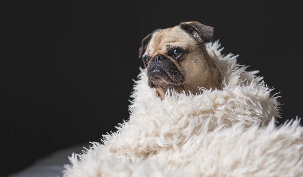 Fancy Pug.jpg