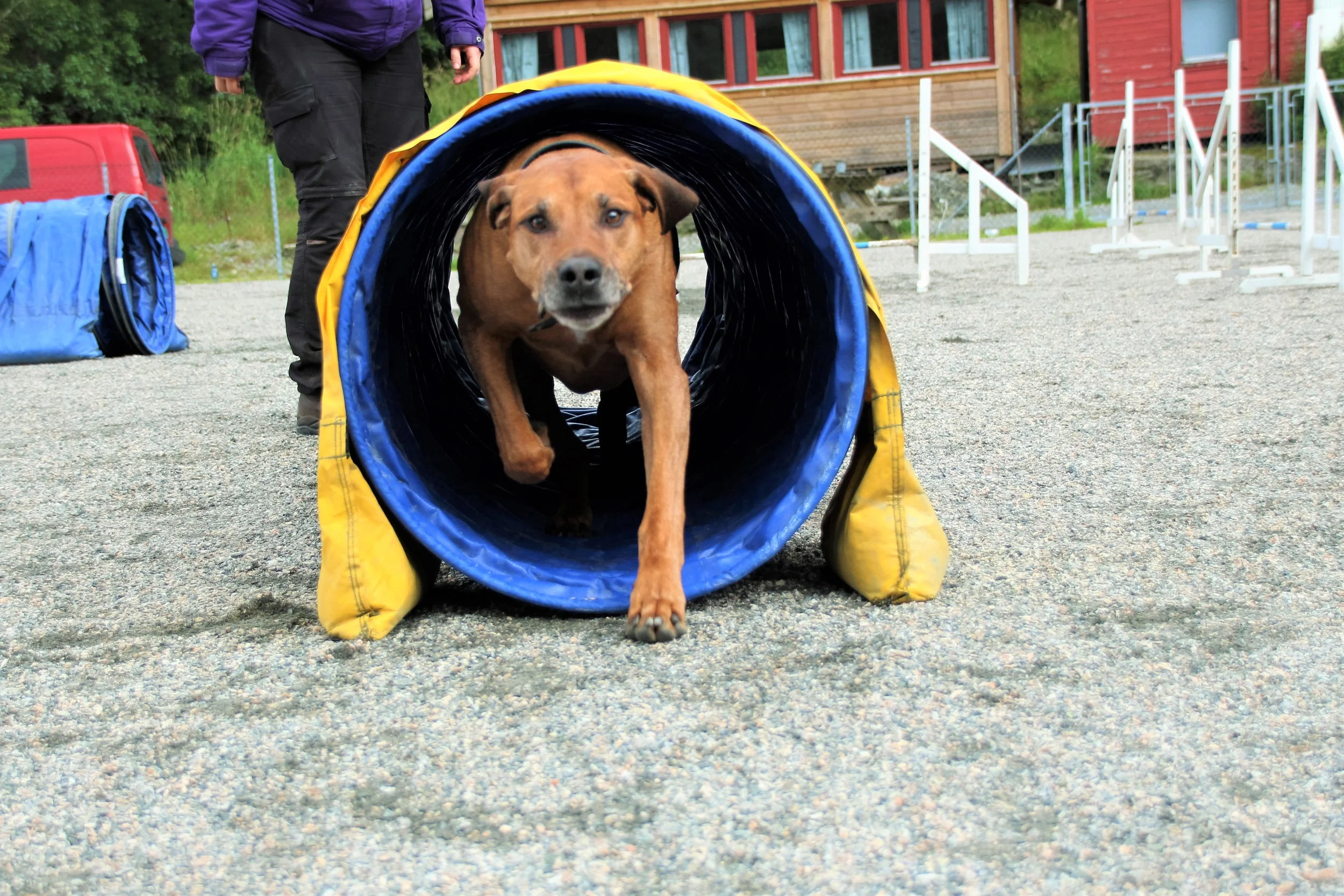 Nordhordlandshelga Agility 2016