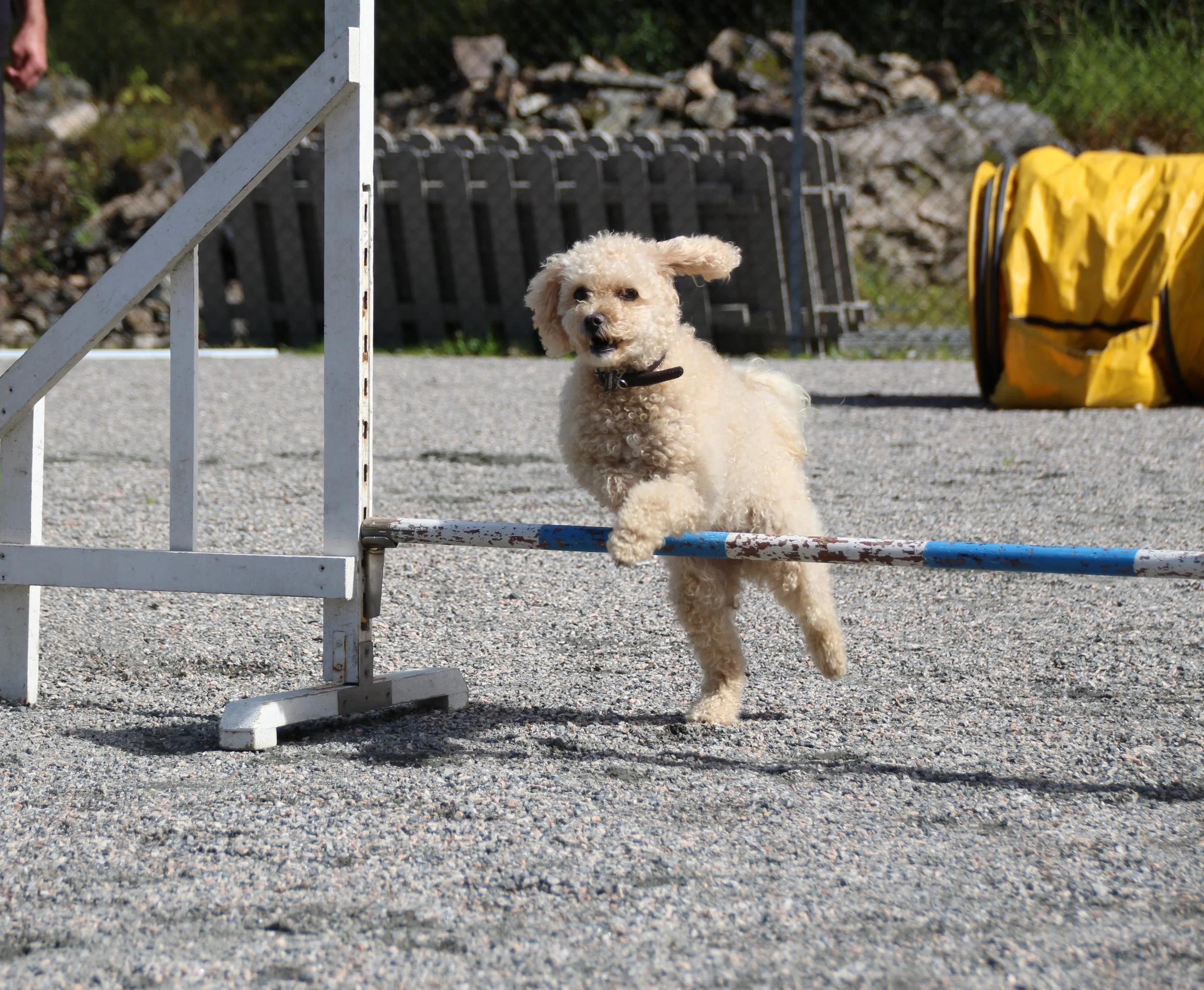 Nordhordlandshelga 2017 - Agility og Hopp