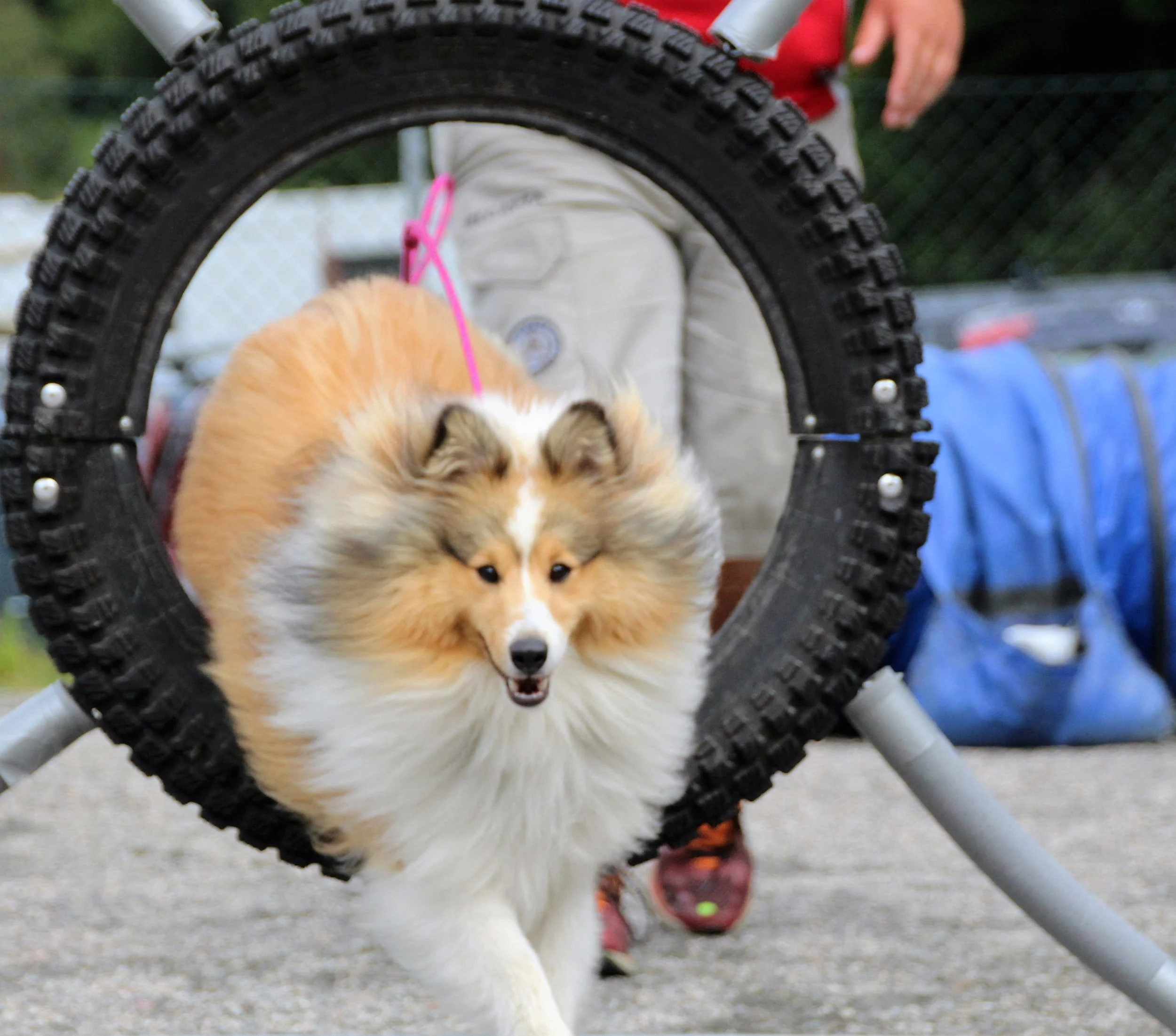 Grunntrening & handlerkurs Agility