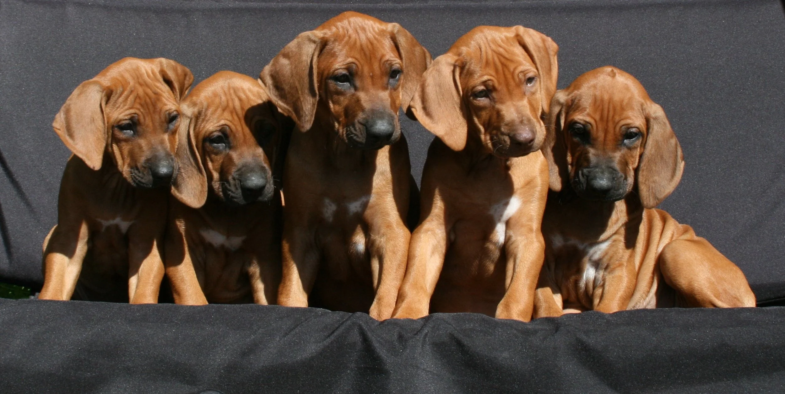 Valpekurs oppstart mai dag 5