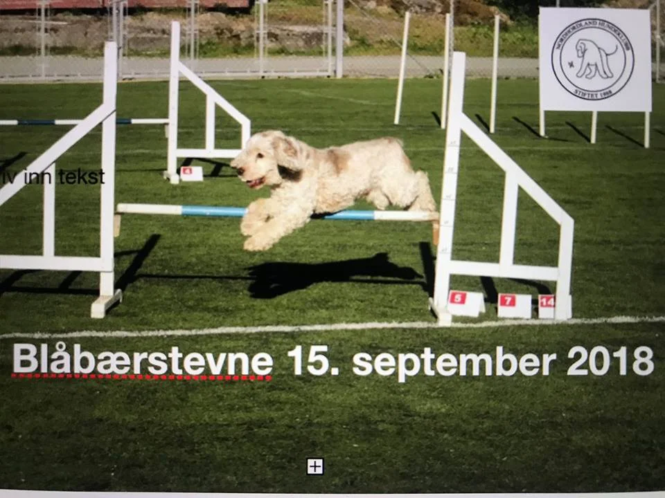 Blåbærstevne 15 september