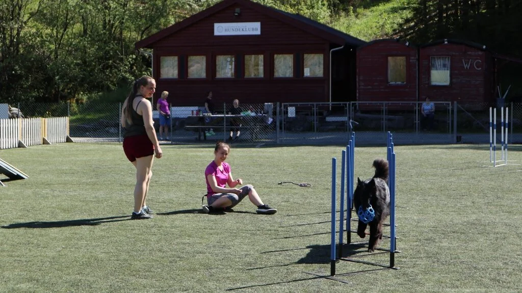Bilder fra agilitykurs 