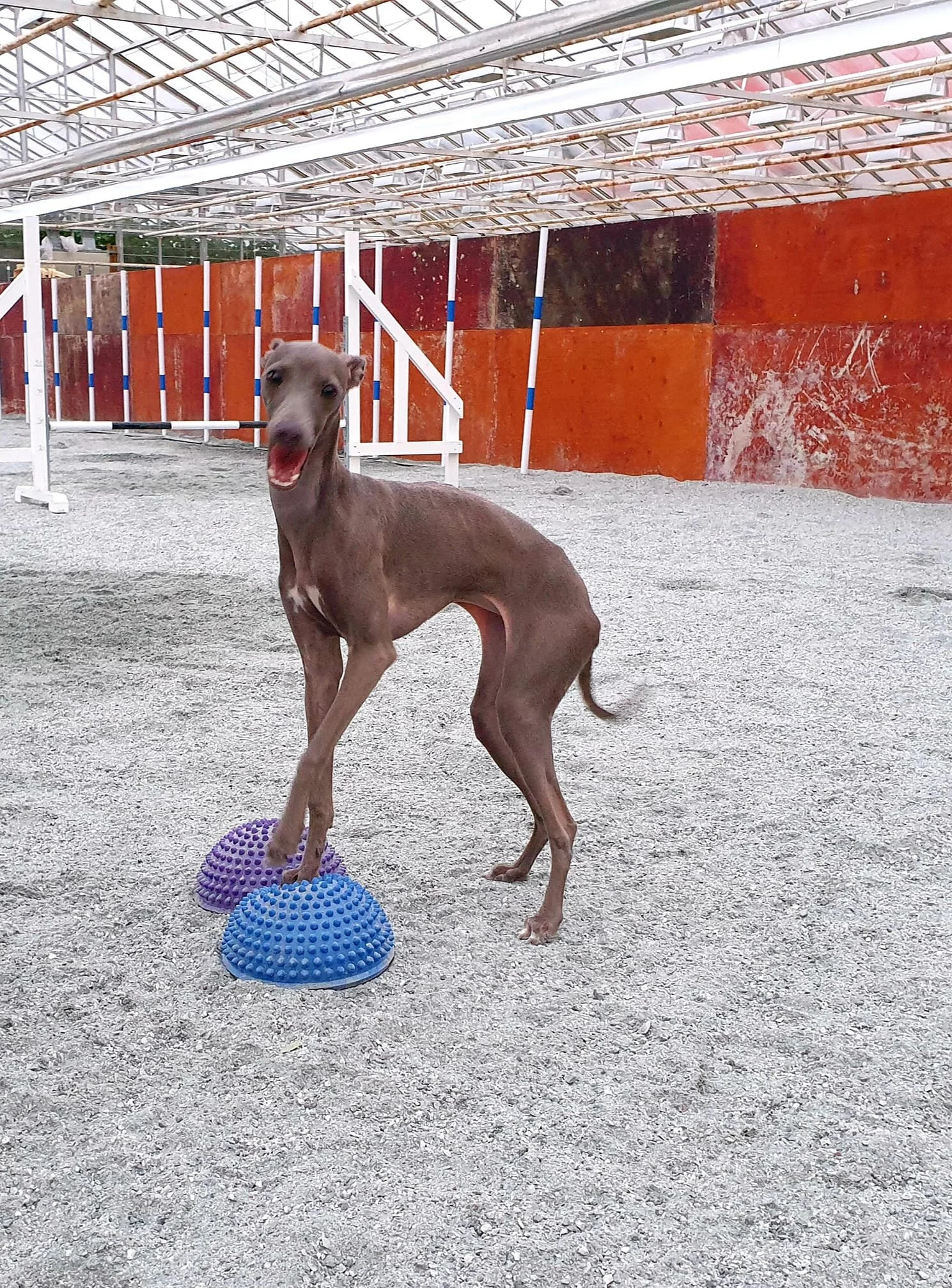 Helgekurs 5 - 6 juni, lære mer om hundetrening og aktivisering av hund!