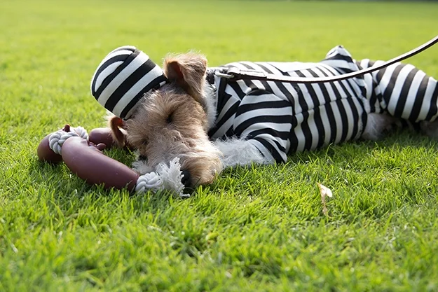 ChiswickHouseDogShow17-p-251edit.jpg
