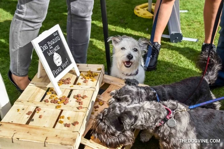Chiswick-House-Dog-Show-9.jpg