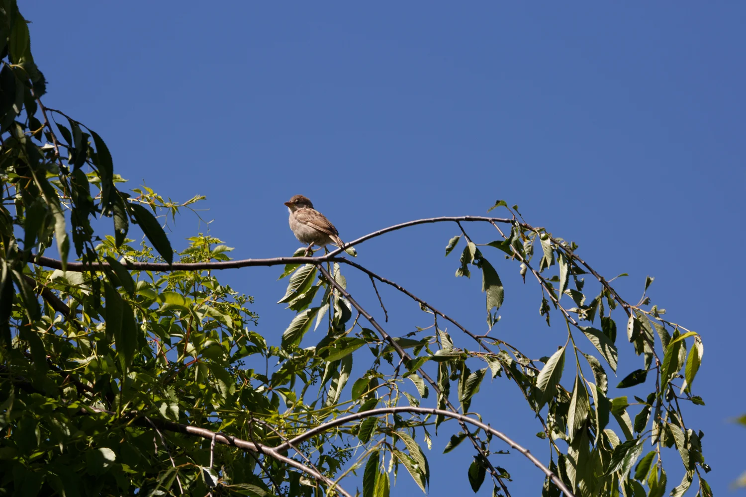 Our first sighting, on a tree in our back yard. Shhh, don't scare it!