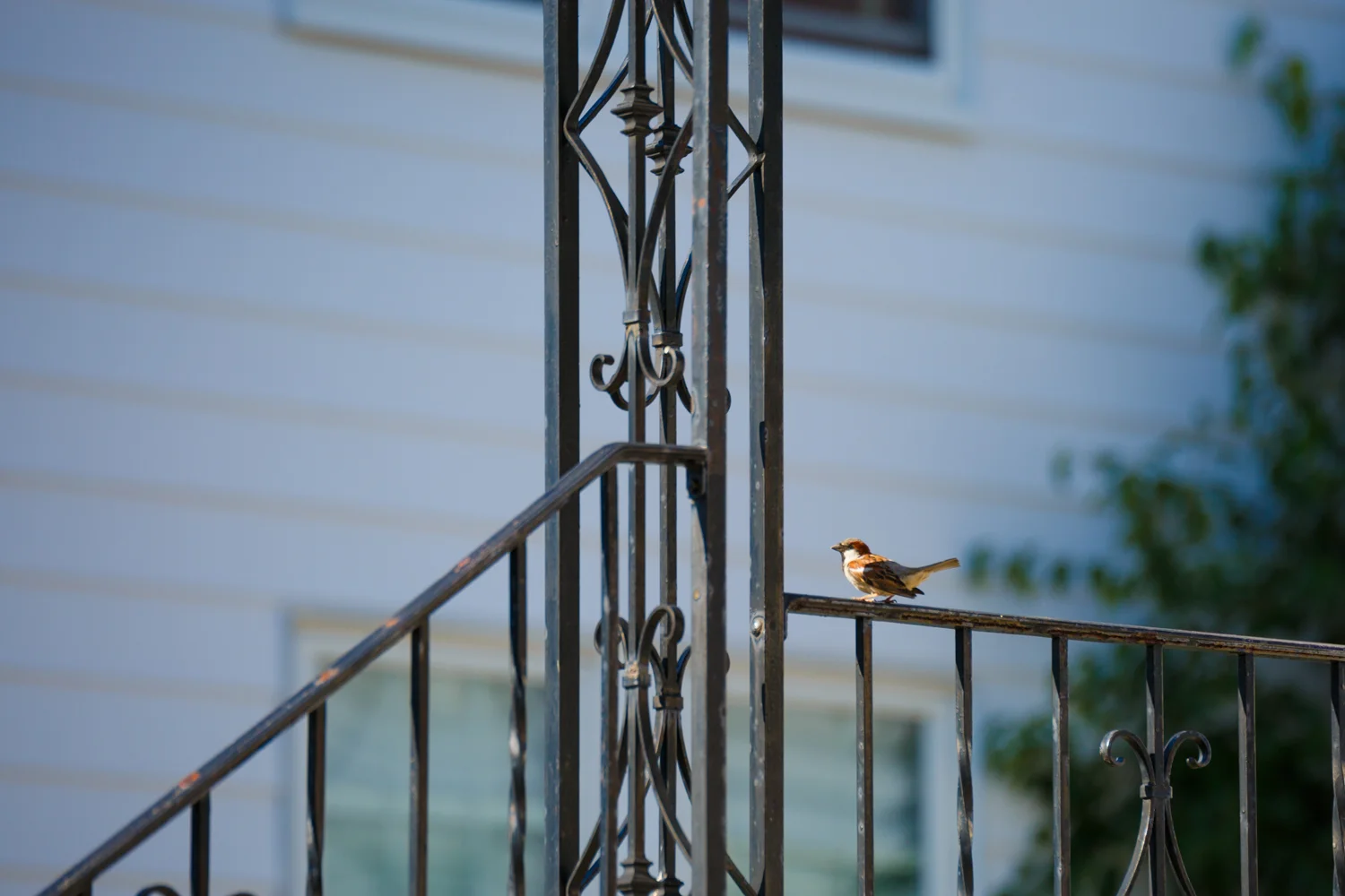 As we walked around, Chelsea and I could hear way more birds than we could see. On our way back from the park we saw a few birds flying above and so we stopped to watch where they were going. This little guy landed on a railing outside one of our neighbors houses, and I was able to get a shot off before he took off again. 