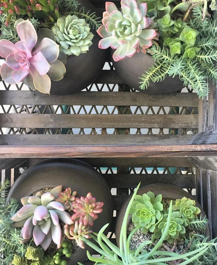 Succulent Display for Bayer UCSF event