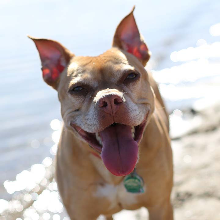 Ginger (AKA Gingy-fuss) our beloved pitty