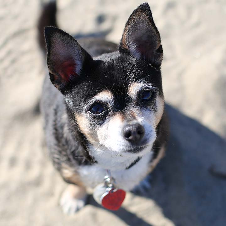 Napoleon (AKA Pookerstiens) our feisty old Chihuahua