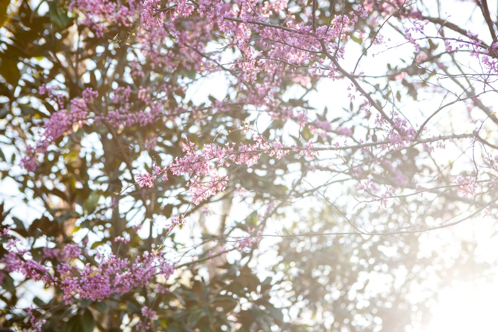 etenashville.com | Weddings at Cheekwood Botanical Garden and Museum of Art | Fete Nashville Wedding Planning and Design | Luxury Wedding Coordination in Nashville | Best Wedding Planner Nashville | Celebrity Wedding Planner | Leslee Mitchell