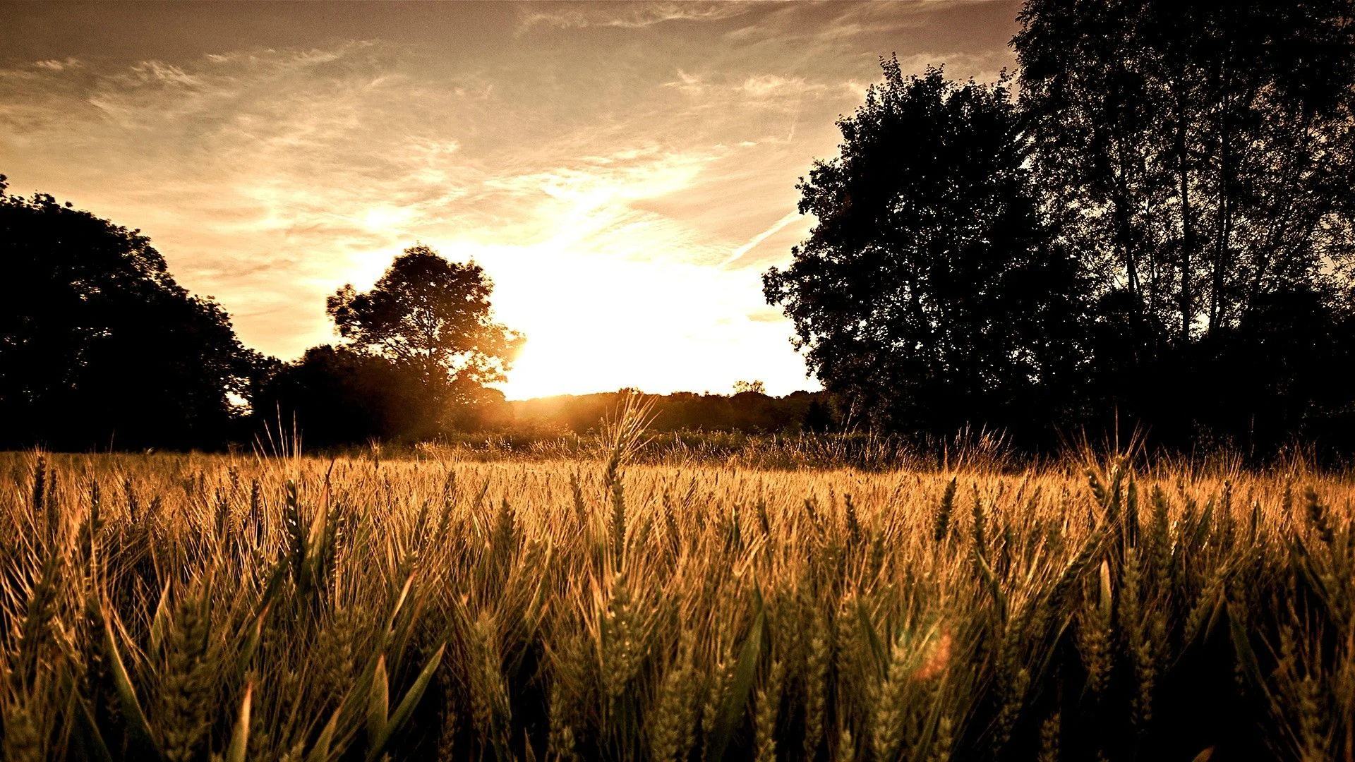 GoldenWheat.jpg