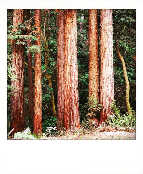 A photograph ancient redwood trees, old enough that their tops reach far out of frame.