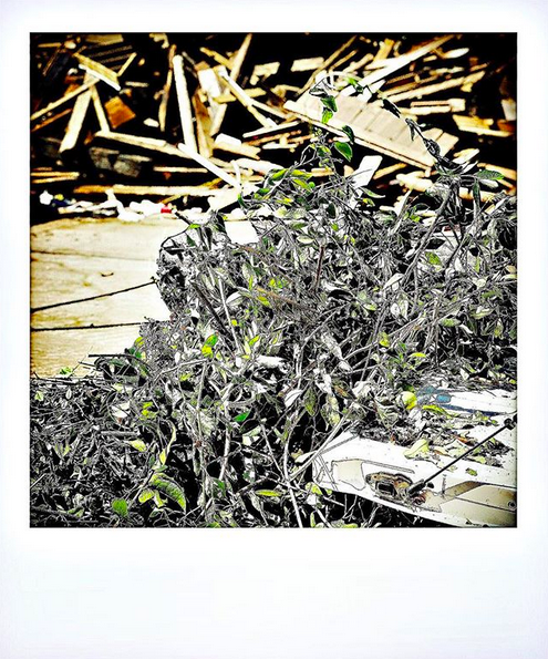 A highly filtered photo of a pile of dead shrubbery in the foreground with a pile of scrap wood in the background.
