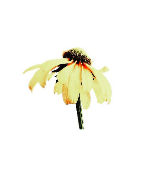 A single off-white daisy in profile, a day or two past it’s best day against a stark white background.