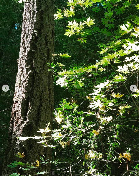 A photograph from walking through a forest on a sunny day. A nearby tree trunk and green leaves take up most of the photo.