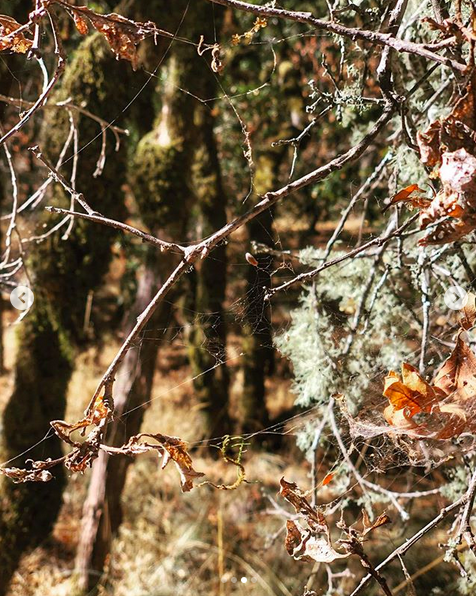 A photograph of a spider web spun between bare branches in the middle of the woods.