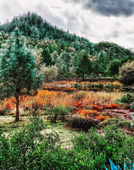 A beautiful landscape photo of evergreen trees with a tree covered mountain in the background, a lake reflecting the surrounding foliage and bright orange florals in the mid ground, and bright green bushes in the foreground. With a sky full of bright white clouds.
