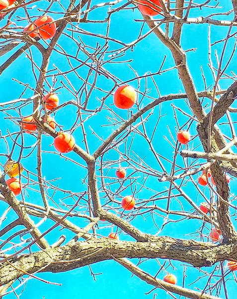Bare tree branches with oranges agains a bright blue sky.