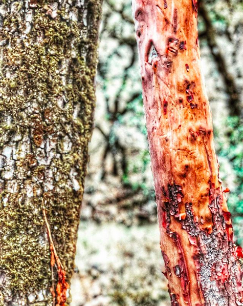 A close up photo of two small tree trunks.