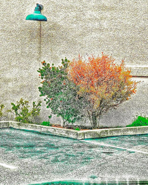 An orange and a green tree in the corner of a parking lot with small green bushes against a grey concrete wall.