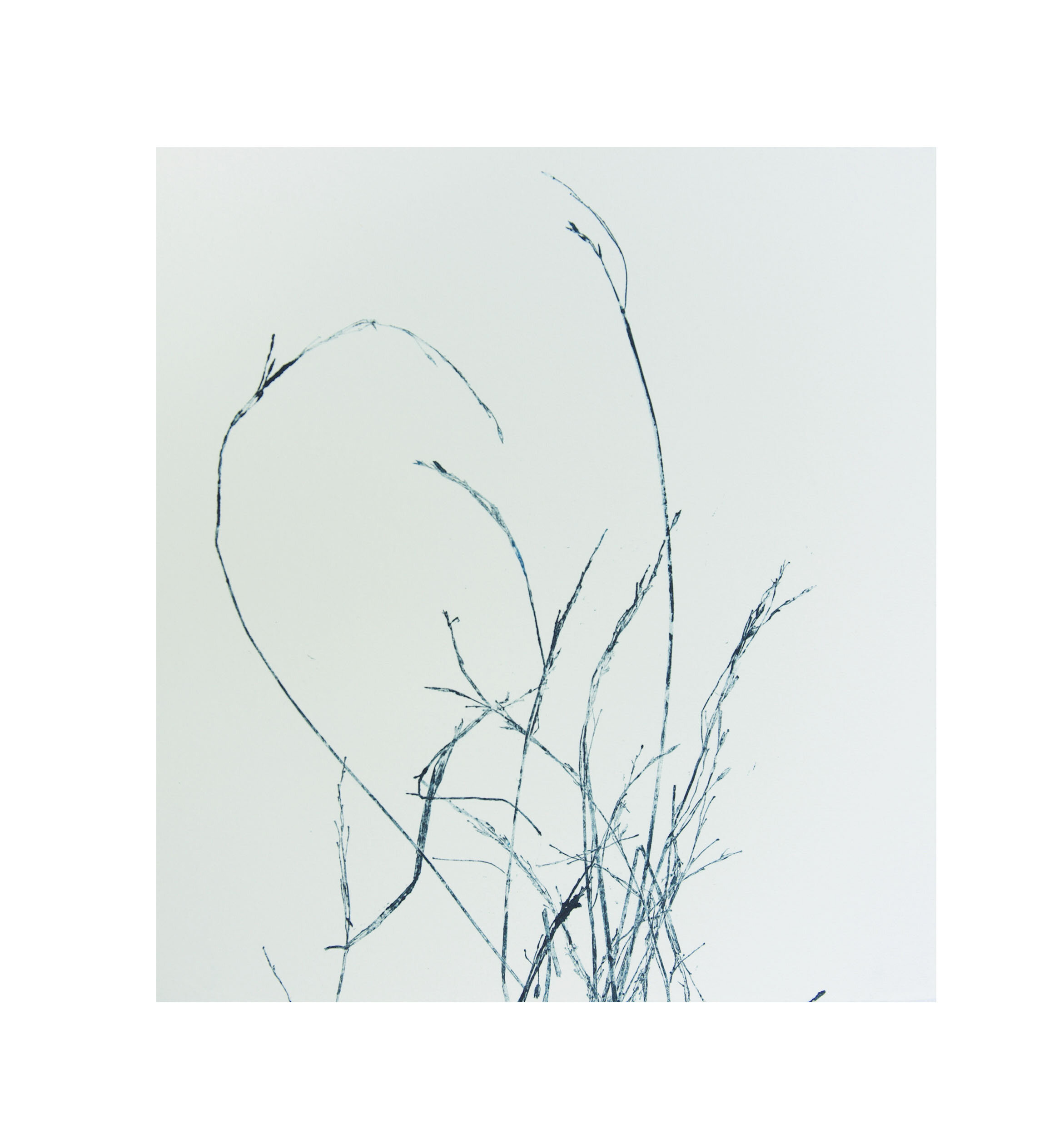 Plants of Sweden IIII