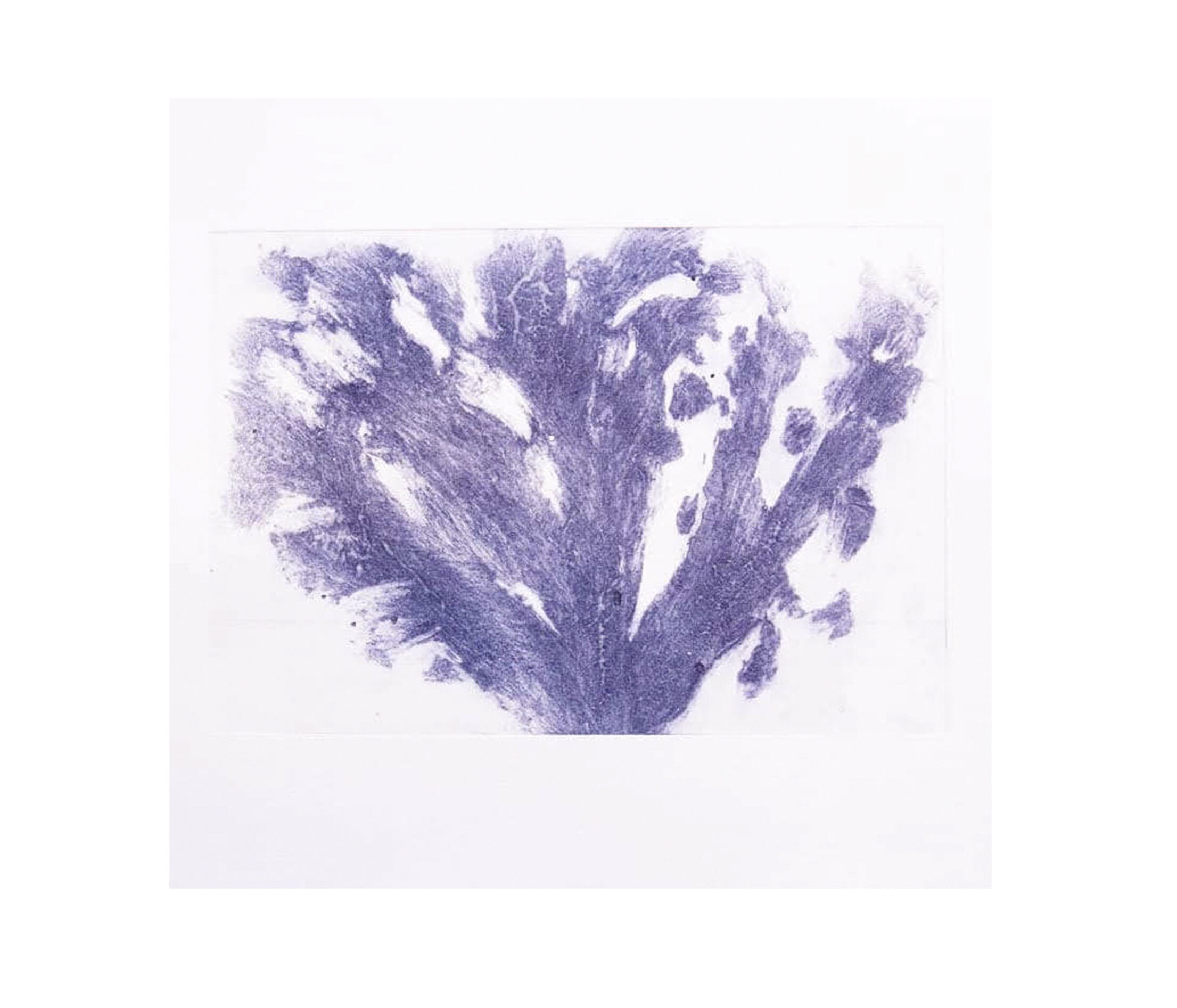 Quiet in the Wild II