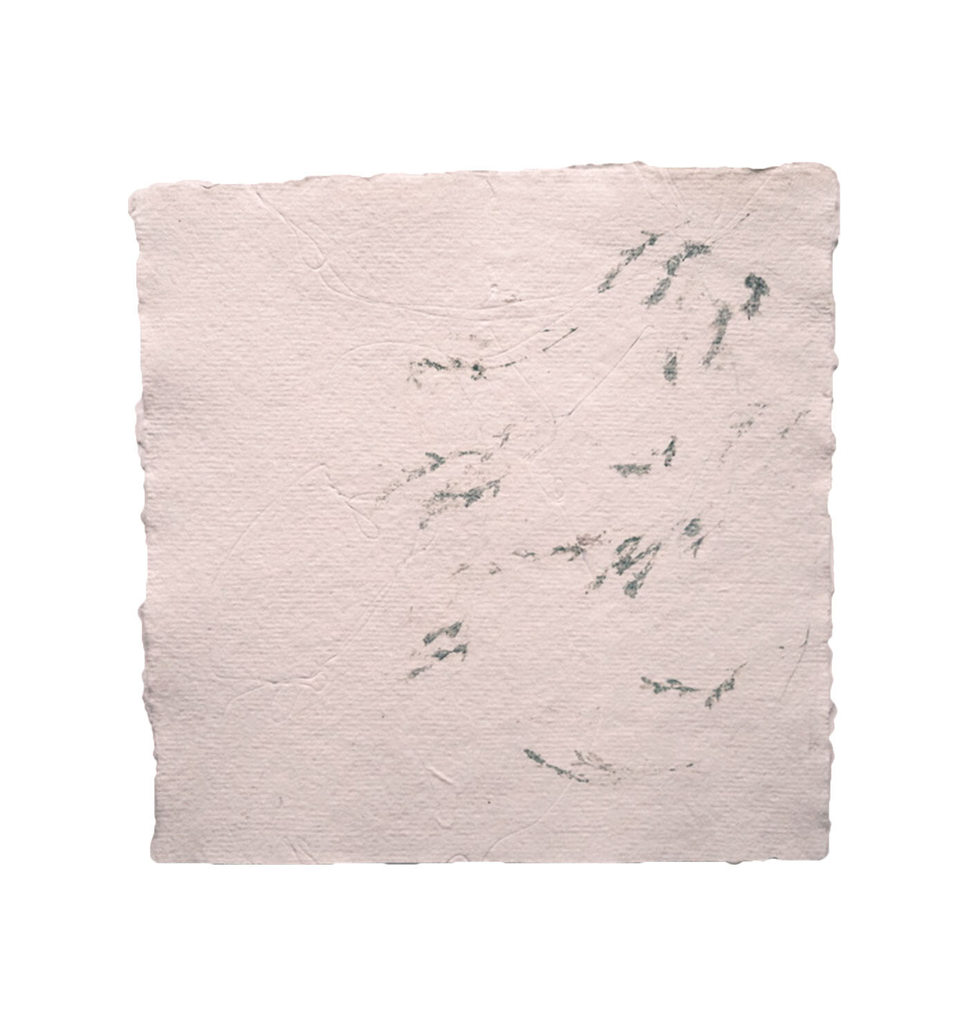 Plants of Scotland l