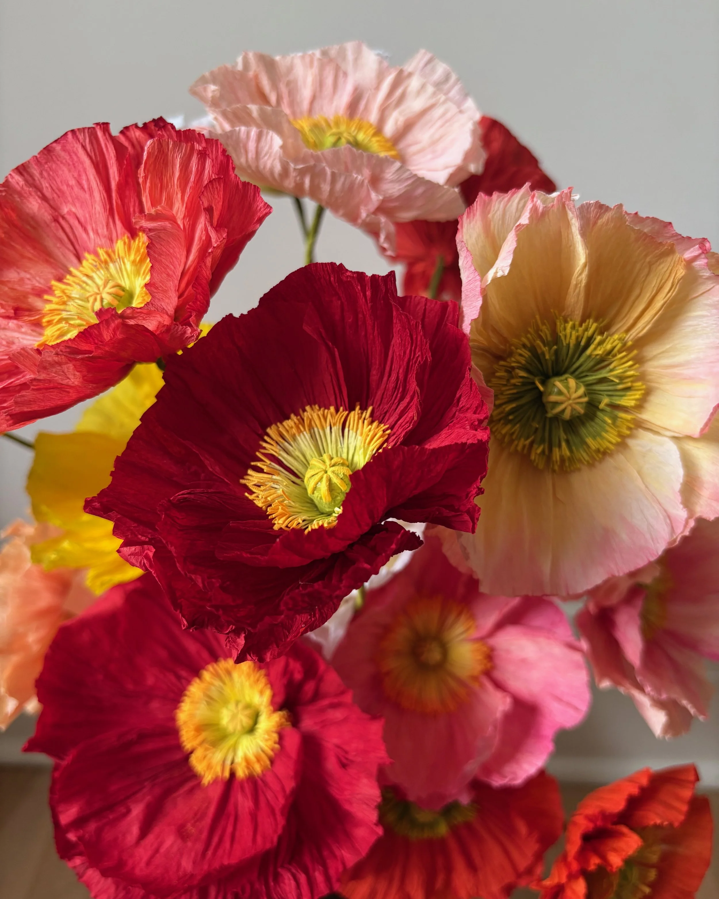 Icelandic Poppy 1.jpeg