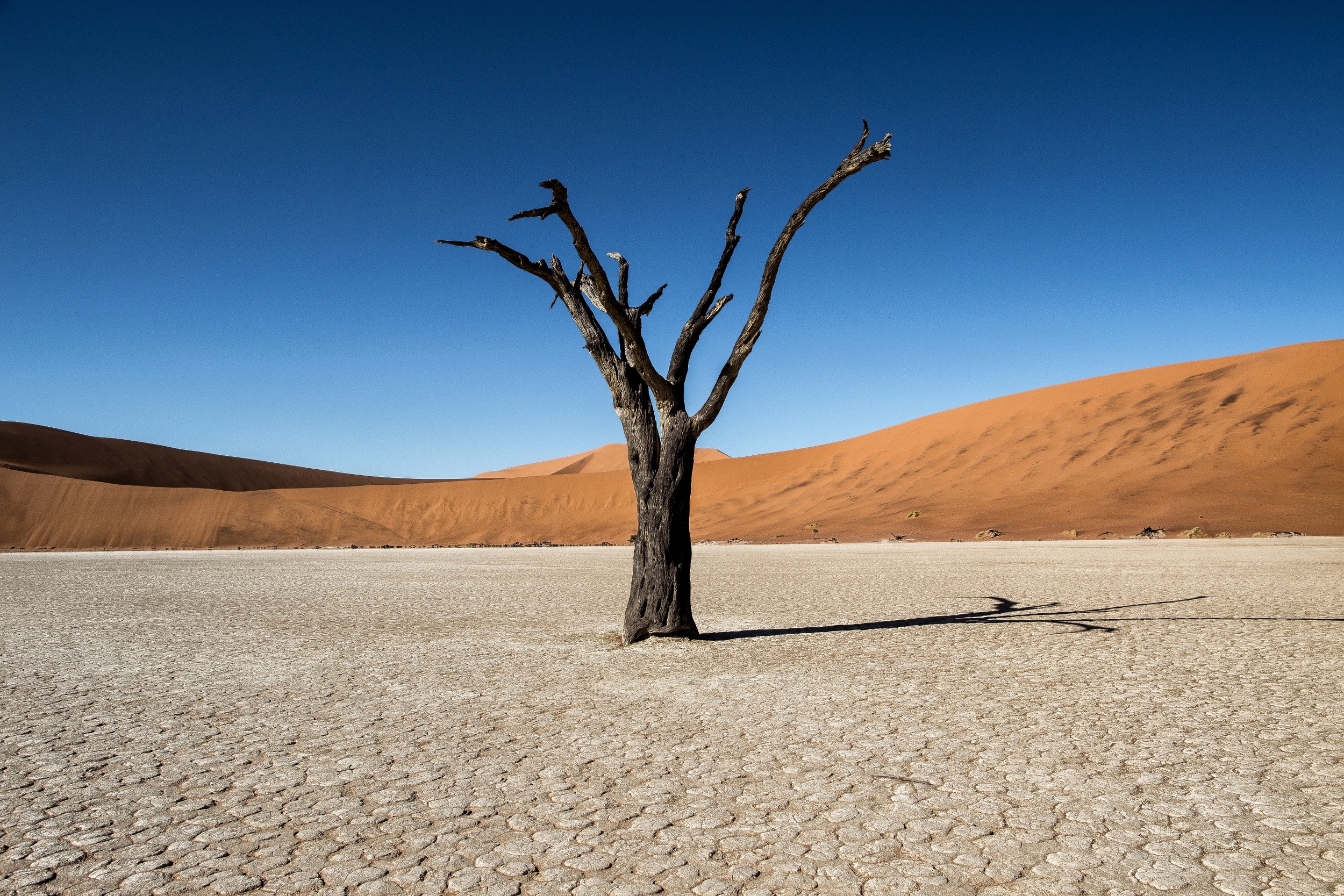 The solitary Acacia tree