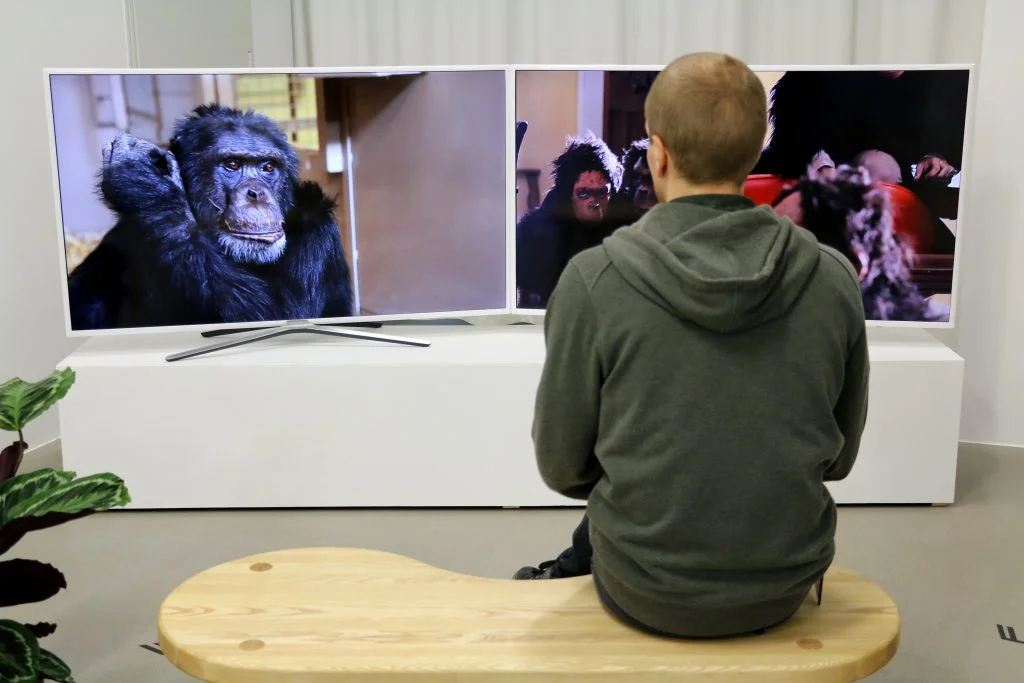 Rachel Mayeri, Primate Cinema: Apes as Family (2012). InstallatioN shot: Aage A. Mikalsen / Kunsthall Trondheim