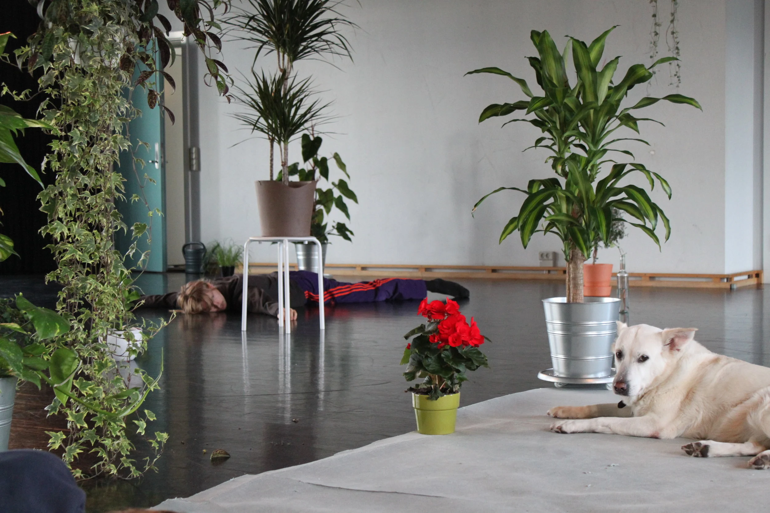 danceforplants.jpg
