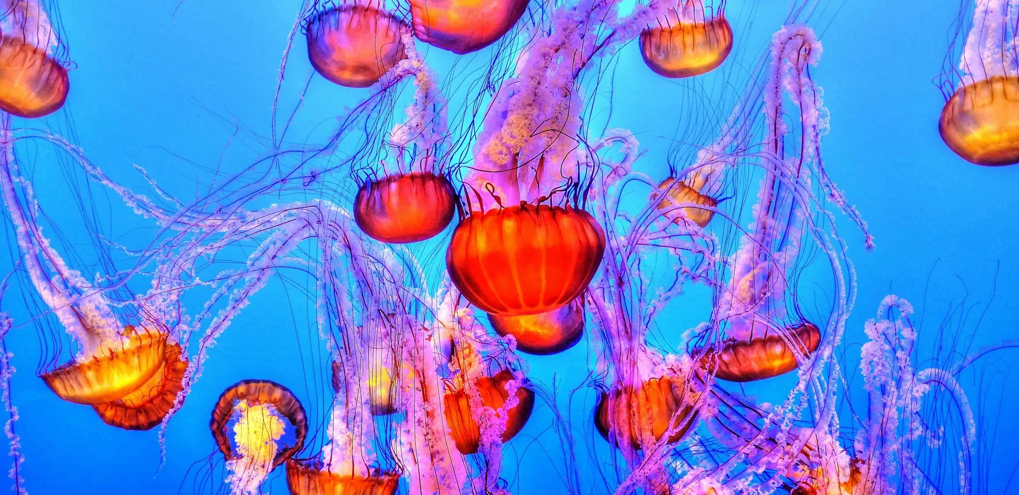 jellyfish-931714.jpg