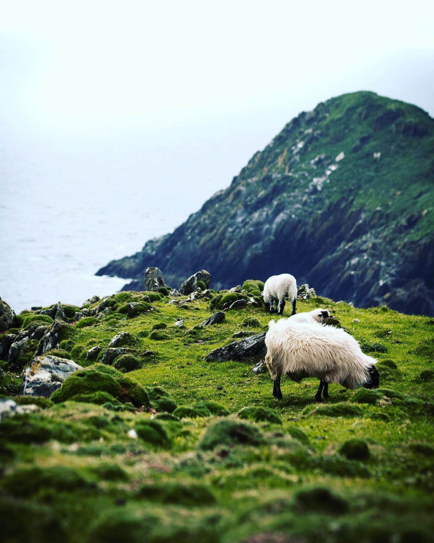 Ireland opened today to vaccinated US tourist without a COVID test.  Is the Emerald Isle on your #Wanderlist?
 
#luxurytravel #Wanderlust #VirtuosoTravel #travel #vacation #vacationmode #vacationvibes #travelplanner #destination #Cadence #DCMTravel #