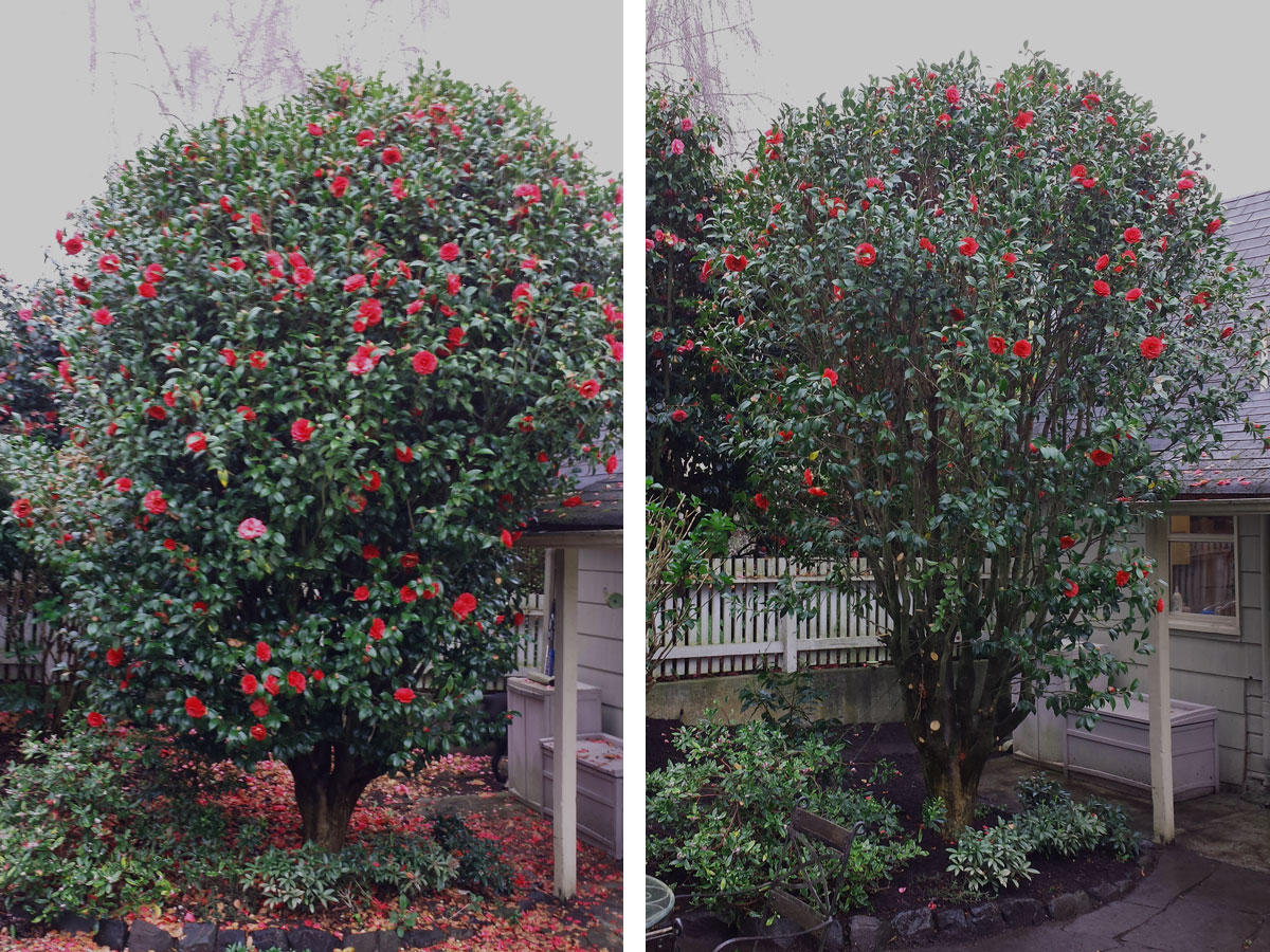 pruning-camellia.jpg